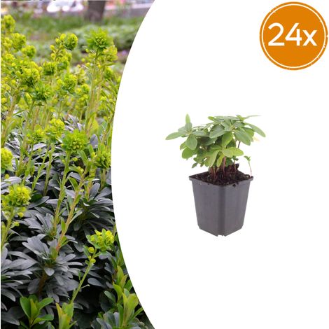 Lot de 24 Euphorbia amygdaloides Robbiae Plantes Couvre-sol Persistantes Mi-ombre 10-25cm Ø9cm - PANGIVO (1/5)