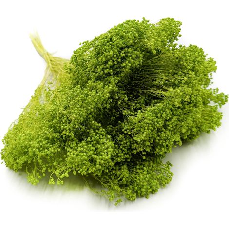 Fleurs de genêt séchées - Genêt - Vert clair
