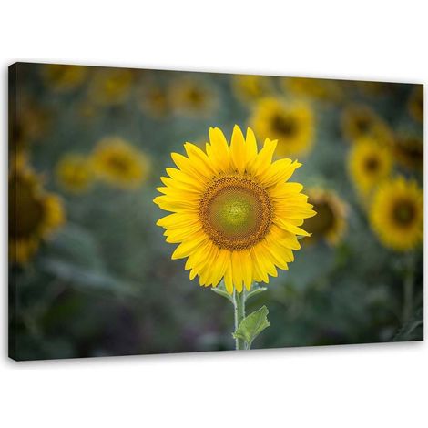 Tableau sur toile Tournesol Nature Fleurs 60x40 (1/5)