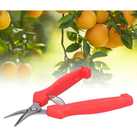 Ciseaux de Jardinage Courbés pour Récolte de Fruits et Légumes, Idéal pour la Taille des Agrumes - KZQ (1/2)