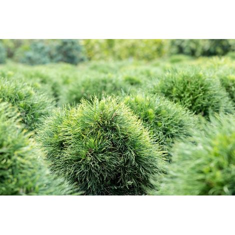 Kissen-Kiefer 'Minima' Pinus strobus 'Minima' C 4 25- 30 (1/5)