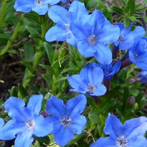 4 x Grémil  - Lithodora diffusa 'Heavenly Blue'  - godet 9x9 cm