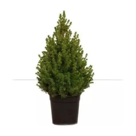 PICEA GLAUCA ‘CONICA’ (O ‘ALBERTIANA ‘CONICA’) 100 cm – Naturale e Fresco