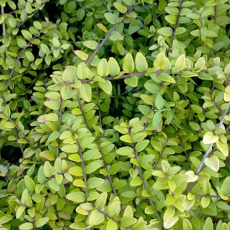 Chèvrefeuille luisant 'Baggesen's Gold' - 20-25 cm pot (1/5)