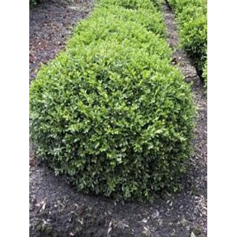 Buis à petites feuilles 'Rococo' Pot de 3L/4L (1/3)