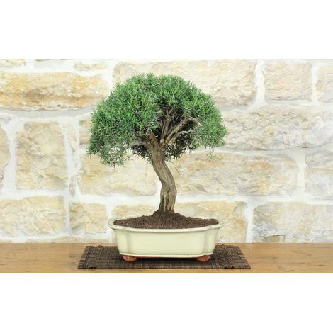 Bonsai di Rosmarino (62) (1/5)