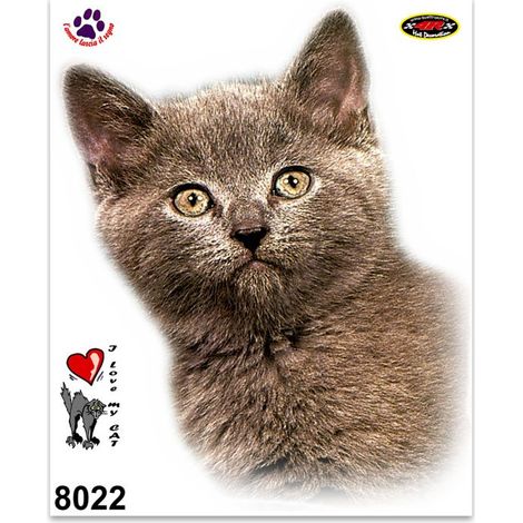 Adesivi Stickers Medi Cucciolo Gatto 13,5 x 16 cm (1/4)