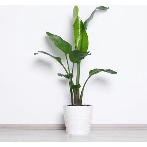 Gardenaria Strelitzia nicolai - Pianta da interno ornamentale - Altezza: 120/150 cm (vaso 28) (1/5)
