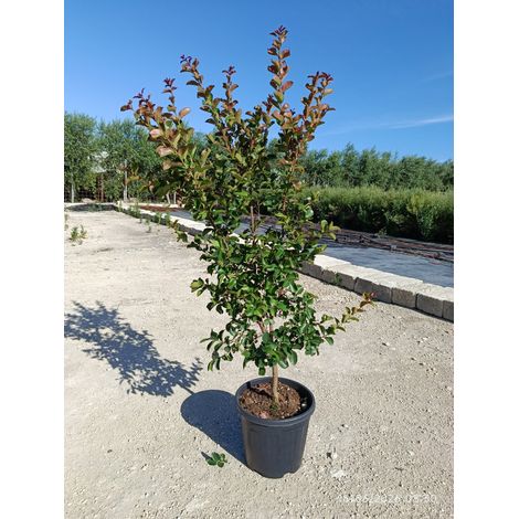 LAGERSTROEMIA INDICA CESP.30 DYNAMITE