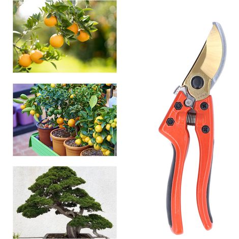 Sécateurs de jardin, outils de taille pour la verdure, sécateurs pour l'enlèvement des fruits et des fleurs, sécateurs horticoles pour arbres fruitiers (1/5)