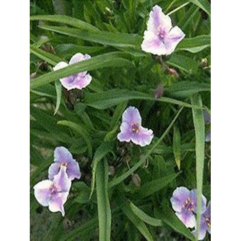 Ephémère de Virginie 'Bilberry Ice' Godet de 8/9 cm (1/2)