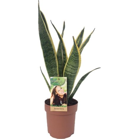 Sansevieria Laurentii Plante d’intérieur dépolluante Feuillage vert à bordures jaunes H50 cm Pot 14 cm - PANGIVO