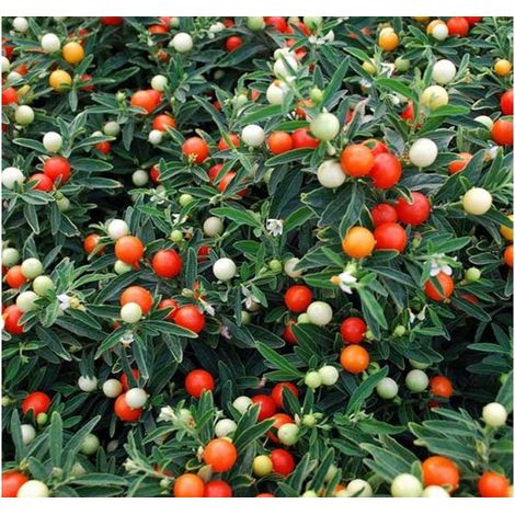 SOLANUM PSEUDOCAPSICUM CILIEGIA DI GERUSALEMME VASO 12CM