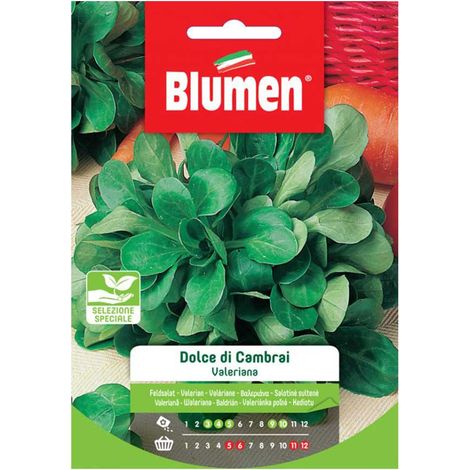 SEMI VALERIANA DOLCE CAMBRAY BLUMEN