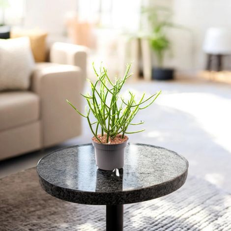 Gardenaria Euphorbia tirucalli - Pianta da interno ornamentale - Altezza: 35 cm (vaso 12) (1/5)