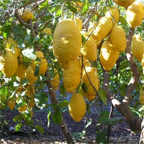Vivaio Garden Forest – Plante en pot de cèdre 4 ans – Arbre fruitier – Feuillage vert profond – Fleurs blanches parfumées – Fruits jaune foncé