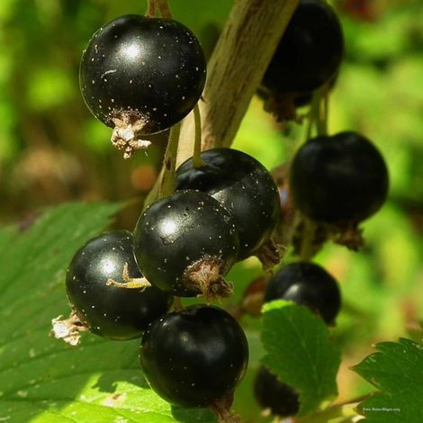 Cassis Delbard Robusta® 'delindmoi'/Pot de 2L
