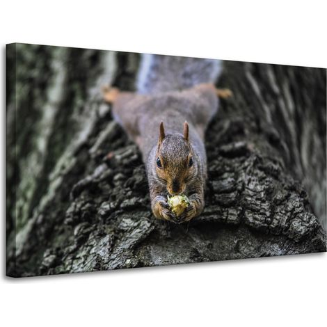 Stampa su tela "Animali: Scoiattolo, Albero" 100x60
