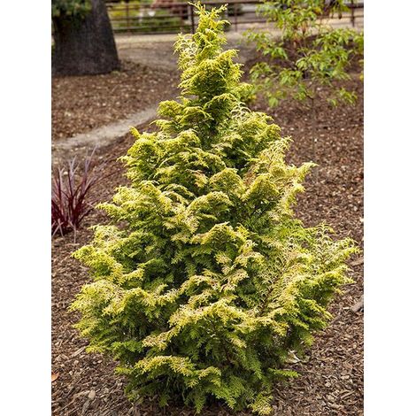 Cyprès hinoki du Japon 'Melody' Pot de 2L/3L (1/2)