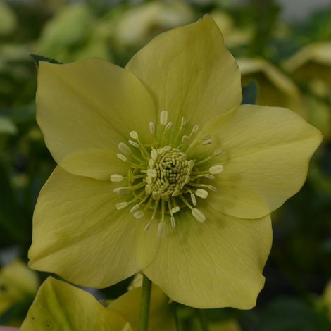 Hellébore 'Yellow' Pot de 2L/3L (1/2)