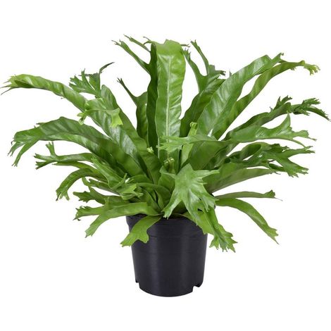 Asplenium Nidus Crissie Fougère d’Intérieur Dépolluante Feuillage Vert Pot 17 cm Hauteur 40 cm - PANGIVO (1/5)