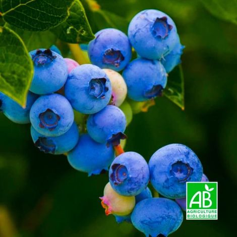 Pépinières Naudet – Myrtillier 'Berkeley' BIO – Vaccinium corymbosum – Gros fruits savoureux – Rusticité jusqu'à -15°C – Floraison blanche au printemps