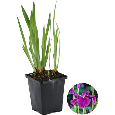 Bloomique - Iris Kaempferi - Iris du Japon - Violet - Plantes de bassin - Plantes aquatiques - Rustique - Hauteur 20-30 cm - Pot 9 cm