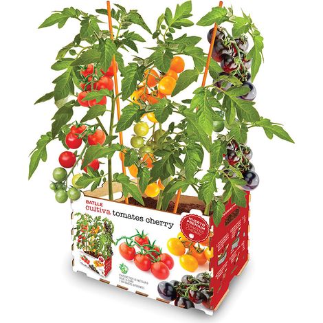 Boîte de tomates colorées (1/2)