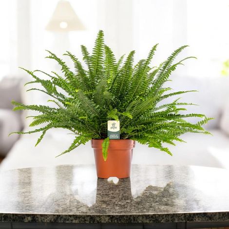 Gardenaria Nephrolepis exaltata 'Green lady' - Pianta da interno ornamentale - Altezza: 45 cm (vaso 17) (1/5)