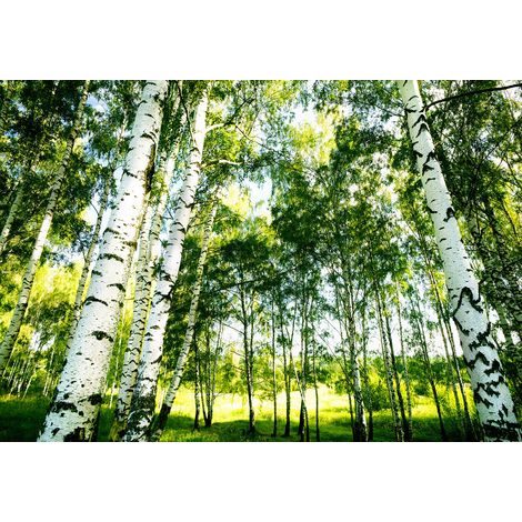 Papier peint panoramique forêt vert | Tapisserie panoramique arbre verte pour salon | Papier peint panoramique idéal couloir - 366 x 254 cm (8 pièces) (1/2)