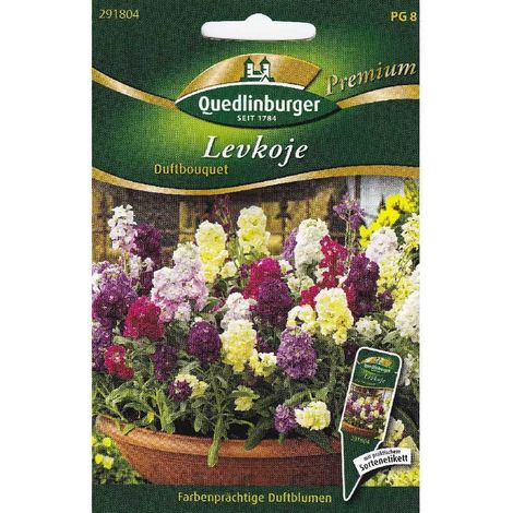 Quedlinburger Levkoje Duftbouquet - Blumensamen (1/2)