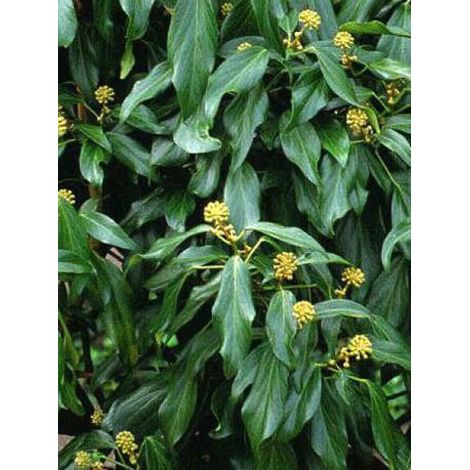 Hedera colchica 'Arborescens' Pot de 2L/3L (1/2)