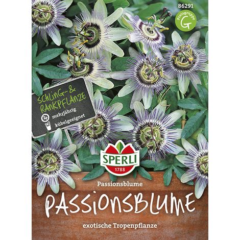 Sperli – Passiflore bleue – Graines de fleurs, vivace, hauteur env. 2 m (1/2)