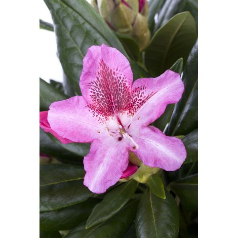 Rhododendron-Hybride 'Cosmopolitan' Rhododendron Hybr.'Cosmopolitan' C 5 30- 40 (1/5)