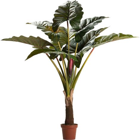Plante Lugarsia Esculenta 130X130X165 Cm (1/2)