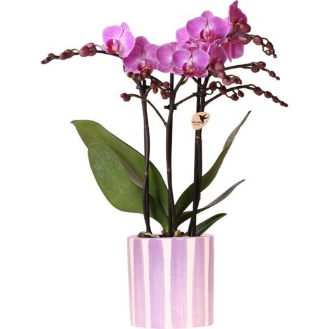 Orchidée Phalaenopsis Violette et Pot Lilas Rayé 9 cm - Plante d'Intérieur Fleurie - PANGIVO (1/2)