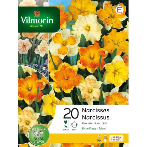 Vilmorin Narcisse Fleur D'Orchidée en Mélange (x20) (1/3)