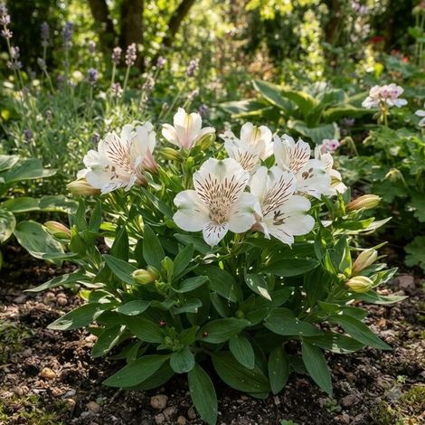Alstrœmères Inticancha® Magic White/Pot de 5L - 40/60 cm (1/3)