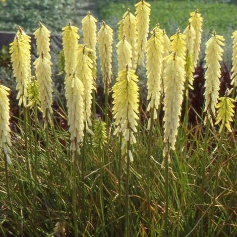 Kniphofia, Tison de Satan Little Maid/Godet