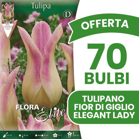 OFFERTA 70 BULBI TULIPANO FIOR DI GIGLIO ELEGANT LADY BULBS