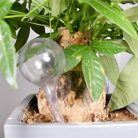 Lot de 6 globes d'arrosage automatiques pour jardin, bulbes d'arrosage automatique pour plantes (transparents et verts) (1/5)