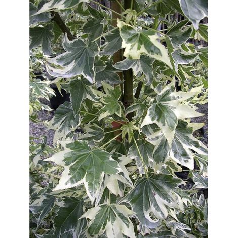 Copalme d'Amérique panaché 'Manon' Pot de 4L/5L (1/2)