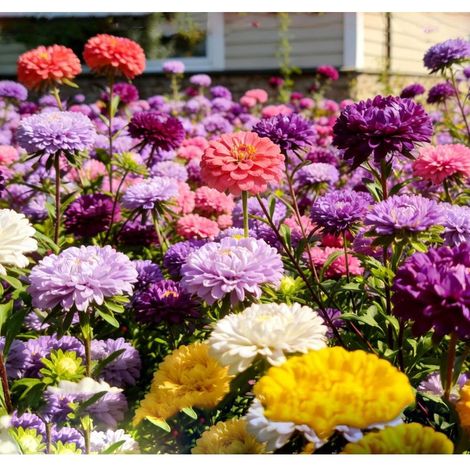 Graines de Zinnia Elegans “Crazy Blend” – Lot de 1000 graines, mélange de couleurs, variétés anciennes à pollinisation ouverte et non traitées (1/5)