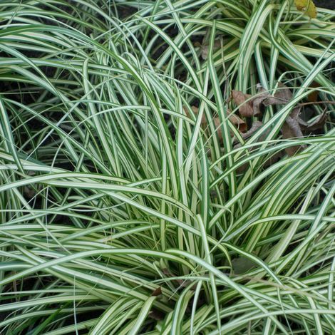 4 x Laîche panaché  - Carex ornithopoda 'Variegata'  - godet 9x9