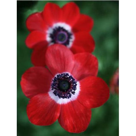 Anémone de Caen, Anémone des fleuristes 'Hollandia' Bulbe calibre 5/6 (par 10) (1/4)