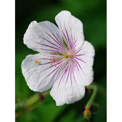 Géranium vivace de l'Himalaya 'Derrick Cook' Godet de 8/9 cm