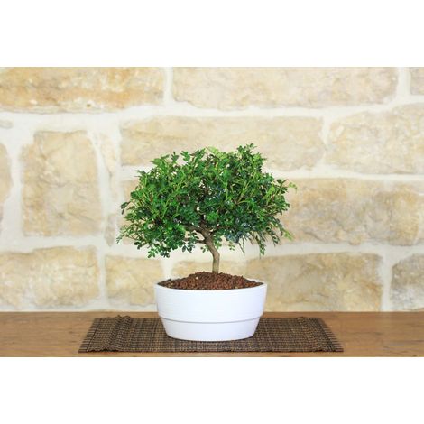 Bonsai di Pepper in ciotola bassa (1/5)