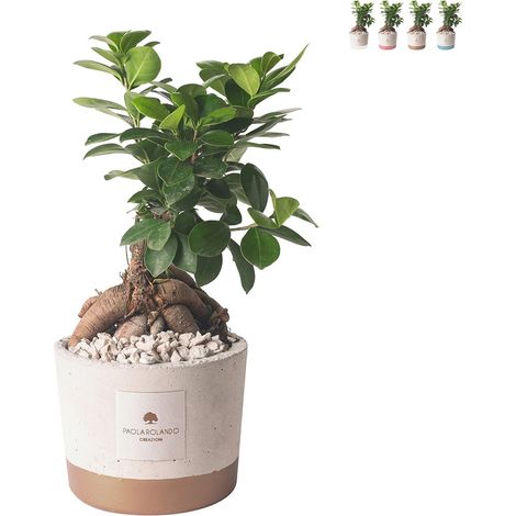 Bomboniera matrimonio con bonsai ficus ginseng in vaso Industrial - Beige (1/3)