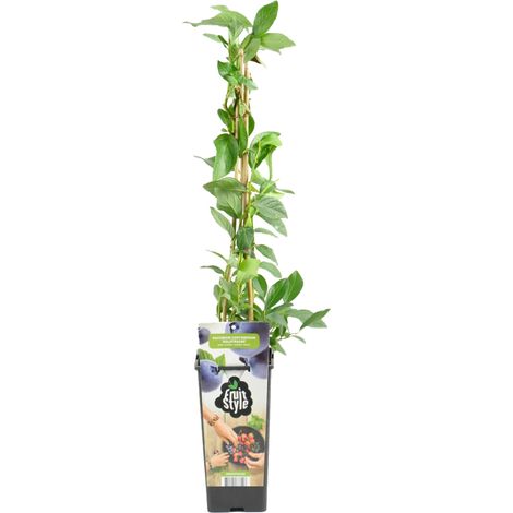 Bloomique - Vaccinium Corymbosum 'Goldtraube' - Myrtille - Plantes fruitières - Plantes de jardin - Rustique - ⌀14 cm - Hauteur 60-70cm