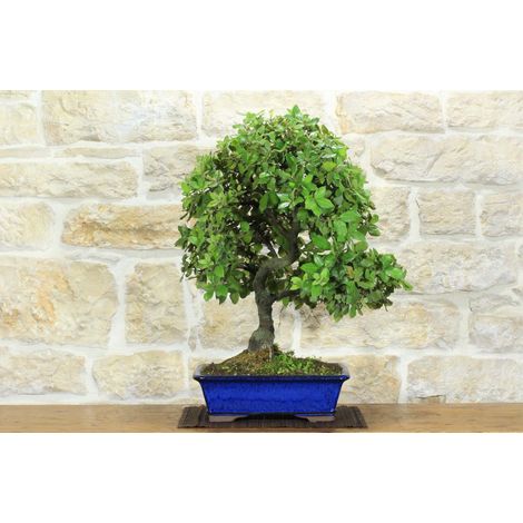 Bonsai di Quercia - Leccio (93)